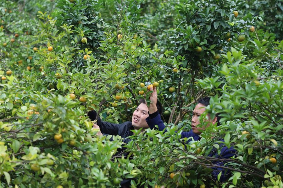 香港宝典全年资料大全